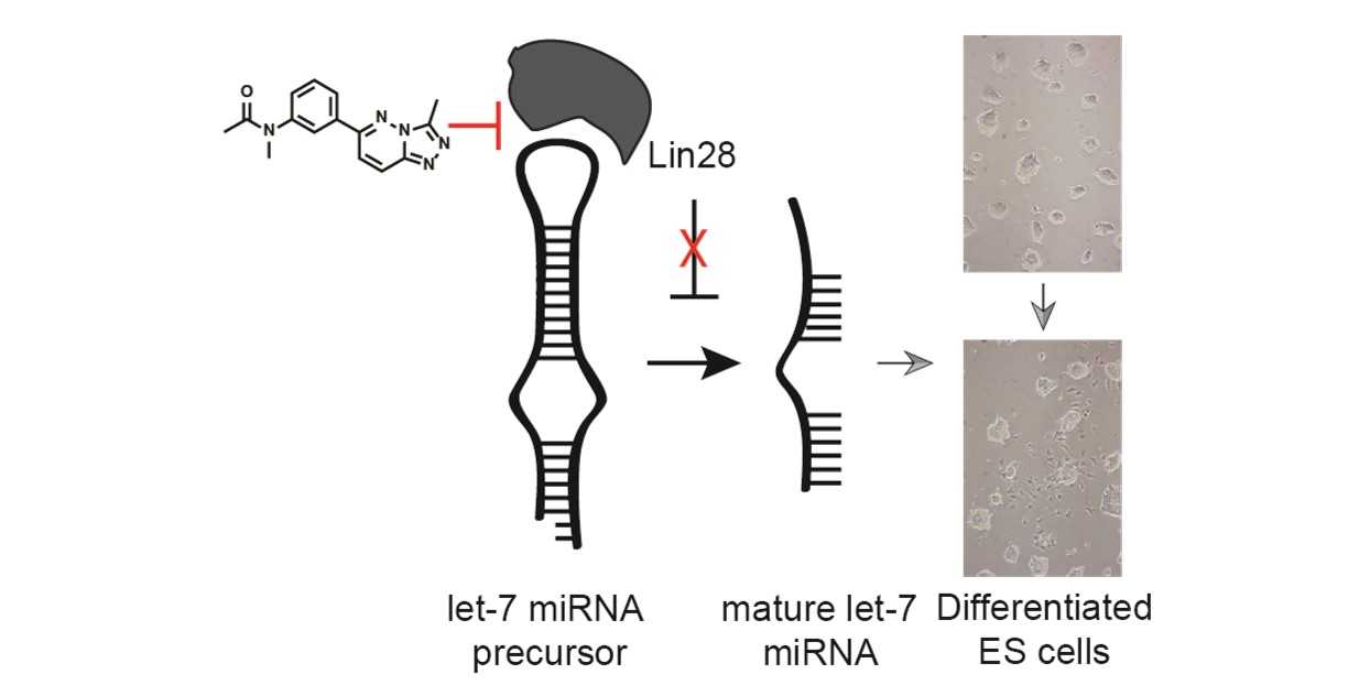 Link to subpage "LIN28 protein-​RNA interaction as drug target"